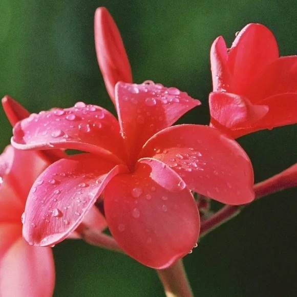 Meet your Posher, Lauren - Picture 1 of 1